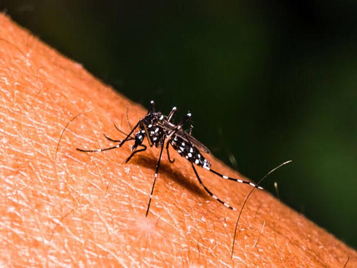 Dengue: பருவமழையால் மீண்டும் அதிகரிக்கும் டெங்கு காய்ச்சல்… பாதுகாப்பாக இருப்பது எப்படி? மருத்துவர்கள் அறிவுரை என்ன?
