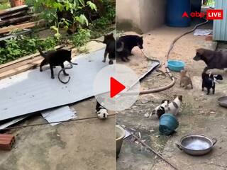 Viral Video: झाड़ी में छिपा था सांप, कुत्तों के झुंड ने बाहर निकाल कर उतारा मौत के घाट, वीडियो हुआ वायरल