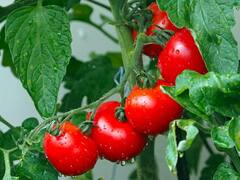 टमाटर छोड़िए...ये सब्जियां भी बाजार में सोने के भाव बिक रही हैं, देखिए लिस्ट