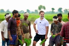 Rahul Gandhi : राहुल गांधी सकाळी मदिना गावात पोहोचले आणि शेतकऱ्यांसह दोन तास शेतात राबले