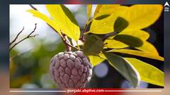 ਇਹ ਰਾਮ ਫਲ ਕੀ ਹੁੰਦਾ ਹੈ? ਇਸ ਦੀ ਕਾਸ਼ਤ ਤੋਂ ਕਿਸਾਨ ਕਮਾ ਰਹੇ ਨੇ ਭਾਰੀ ਮੁਨਾਫ਼ਾ