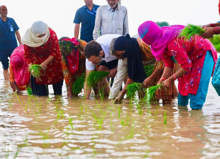 राहुल गांधी आज हरियाणातील सोनीपतमधल्या मदिना गावात राहुल गांधी शेतात राबताना दिसले. त्यांनी शेतात भाताची लागवड केली, तसंच नांगरणी केली.