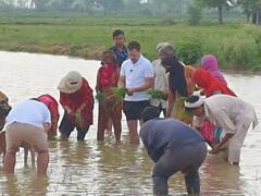 Congress Leader Rahul Gandhi Drives Tractor, Sows Paddy With Farmers In Haryana — IN PICS