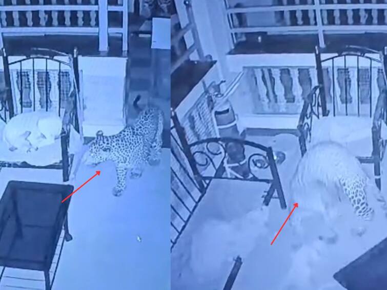 kolhapur news Leopard enters bungalow but two dogs resisted Thrilling incident caught on CCTV panhala Kolhapur News:  बिबट्या थेट बंगल्यात शिरला पण दोन कुत्र्यांनी केला सर्जिकल स्ट्राईक; थरारक घटना सीसीटीव्हीत कैद