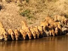 A Pride Of Lions Squeeze Onto A River Bank To Drink Water, Watch Viral Video