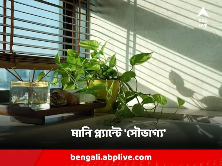 Vastu Tips : Keep money plant at this corner of the house to get money and prosperity Money Plant : মানি প্ল্যান্ট থাকলেও আর্থিক সমৃদ্ধি আসবে না বাড়িতে, যদি করেন এই ভুলগুলি !