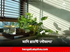 মানি প্ল্যান্ট থাকলেও আর্থিক সমৃদ্ধি আসবে না বাড়িতে, যদি করেন এই ভুলগুলি !