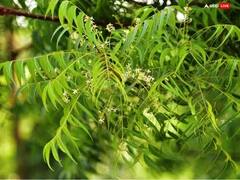 Aamas 2023:કુંડળીનો કાળસર્પ દોષ સફળતાથી રાખશે દૂર, ખાસ આ દિવસે આ છોડને વાવવાથી મળે છે મુક્તિ