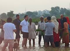 Rahul Gandhi: રાહુલ ગાંધીએ ખેતરમાં ચલાવ્યું ટ્રેક્ટર, ડાંગરની કરી રોપણી, જુઓ તસવીરો