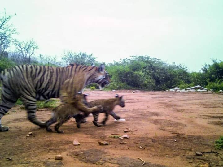 Alwar sariska tiger reserve two newly born cubs seen with tigeress st 19 in Rajasthan ann Rajasthan: सरिस्का से खुशखबरी! टाइग्रेस ST-19 दो शावकों के साथ आई नजर, सीएम गहलोत ने जताई खुशी