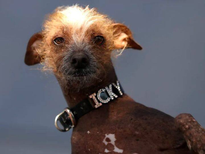 पांचवे नंबर पर है हिमिसाबू नाम का कुत्ता. हिमिसाबू नाम का ये कुत्ता Dachshund and Chinese crested ब्रीड का है. भूरे रंग के इस कुत्ते के चेहरे की बनावट है कि आप इसे देखेंगे तो समझ जाएंगे कि आखिर इसे क्यों दुनिया के बदसूरत कुत्तों की लिस्ट में शामिल किया गया है. ये पूरी लिस्ट हमने World’s Ugliest Dog Contest से निकाली है.