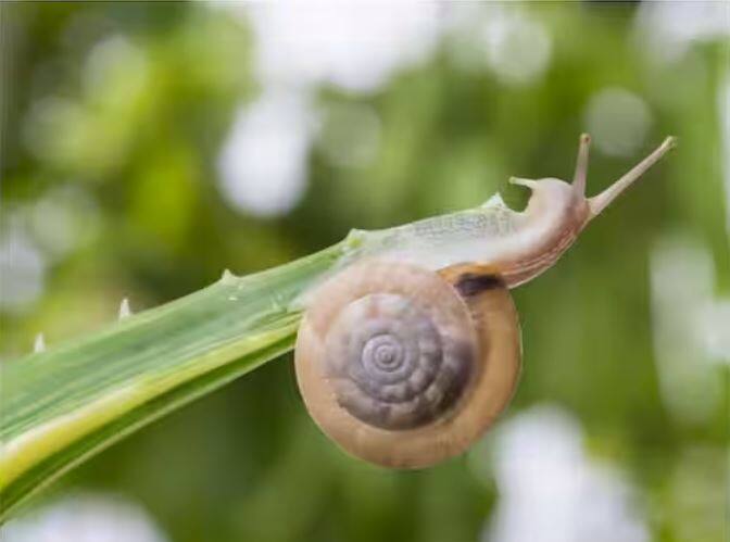 ਇਹ ਵੀ ਕਿਹਾ ਜਾਂਦਾ ਹੈ ਕਿ ਘੋਗੇ ਦੇ ਦੰਦ ਹੀਰਾ ਬਣਾਉਣ ਜਿੰਨਾ ਦਬਾਅ ਸਹਿ ਸਕਦੇ ਹਨ। ਇਸੇ ਲਈ ਘੋਗੇ ਦੇ ਦੰਦ ਬਹੁਤ ਖਾਸ ਮੰਨੇ ਜਾਂਦੇ ਹਨ।