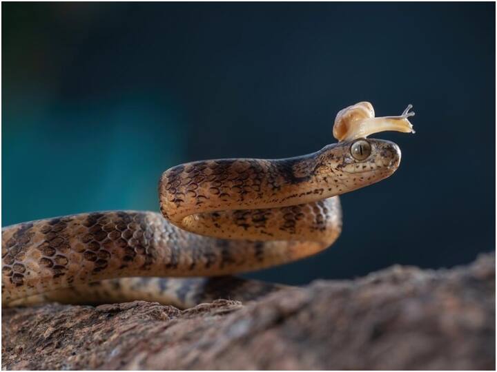 स्नैल में ही दांत होते हैं और ये टुथी टंग होती है. इसे राडुला कहा जाता है और इस जीभ के जरिए अपना खाना खाती है. कई स्नैल तो ऐसे होते हैं, जिनकी जीभ जहरीली भी होती है.