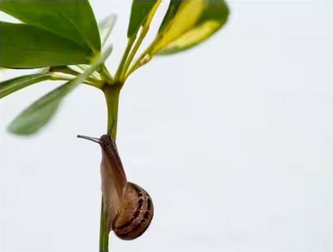 ਸਨੇਲ ਆਪਣੇ ਦੰਦਾਂ ਨੂੰ ਲੈ ਕੇ ਕਾਫੀ ਚਰਚਾ 'ਚ ਰਹਿੰਦੀ ਹੈ। ਜੇਕਰ ਅਸੀਂ ਇਸ ਦੇ ਆਕਾਰ 'ਤੇ ਨਜ਼ਰ ਮਾਰੀਏ ਤਾਂ ਅੰਦਾਜ਼ਾ ਲਗਾਇਆ ਜਾ ਸਕਦਾ ਹੈ ਕਿ ਘੋਗੇ ਦੇ ਦੰਦ ਨਹੀਂ ਹੋਣਗੇ, ਪਰ ਅਜਿਹਾ ਨਹੀਂ ਹੈ। ਘੋਗੇ ਦੇ ਦੰਦ ਹੁੰਦੇ ਹਨ ਅਤੇ ਉਨ੍ਹਾਂ ਦੀ ਗਿਣਤੀ ਵੀ 1000 ਤੋਂ ਵੱਧ ਹੈ।