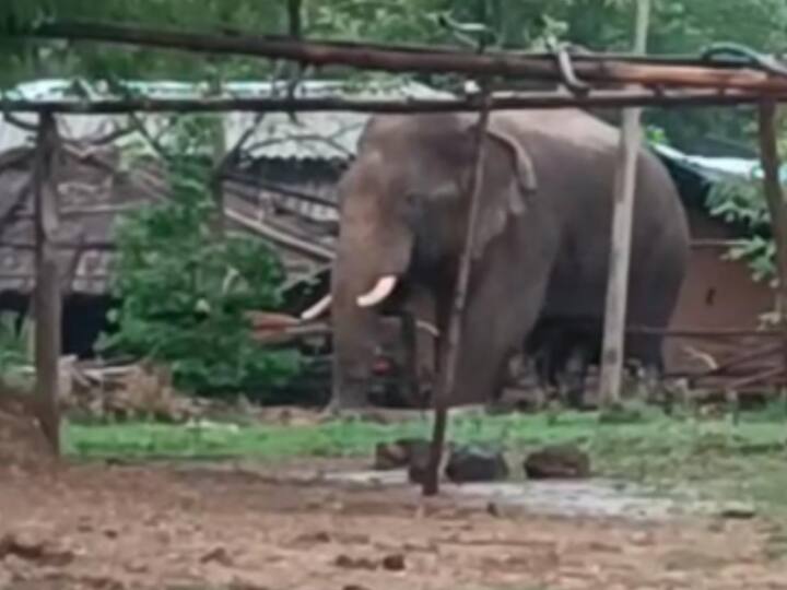 Chhattisgarh News young man killed while taking photo elephant slapped killed in Kanker ann Chhattisgarh: सेल्फी लेने से नाराज गुस्सेल हाथी ने युवक की पैर से कुचलकर ले ली जान, जमकर मचा रहा उत्पात