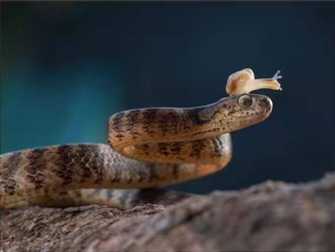 ਘੋਗੇ ਦੇ ਸਿਰਫ ਦੰਦ ਹੁੰਦੇ ਹਨ ਅਤੇ ਇਹ ਦੰਦਾਂ ਵਾਲੀ ਜੀਭ ਹੁੰਦੀ ਹੈ। ਇਸ ਨੂੰ ਰਡੁਲਾ ਕਿਹਾ ਜਾਂਦਾ ਹੈ ਅਤੇ ਇਸ ਜੀਭ ਰਾਹੀਂ ਆਪਣਾ ਭੋਜਨ ਖਾਂਦਾ ਹੈ। ਬਹੁਤ ਸਾਰੇ ਘੋਗੇ ਅਜਿਹੇ ਹਨ ਜਿਨ੍ਹਾਂ ਦੀ ਜੀਭ ਵੀ ਜ਼ਹਿਰੀਲੀ ਹੁੰਦੀ ਹੈ।