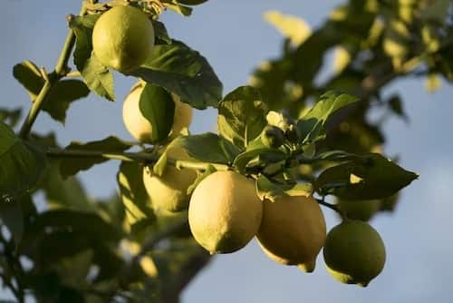 लिंबाच्या रसामध्ये व्हिटॅमिन सी असते, जे डाग दूर करते. मात्र, तरीही त्याचा रस थेट त्वचेवर लावू नये. कारण त्यामुळे अनेक समस्या निर्माण होऊ शकतात.