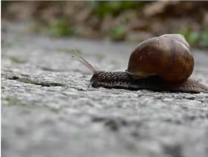 ਬੀਬੀਸੀ ਸਾਇੰਸ ਫੋਕਸ ਦੀ ਇੱਕ ਰਿਪੋਰਟ ਦੇ ਮੁਤਾਬਕ, ਘੋਗਿਆਂ ਦੇ 1000 ਤੋਂ 12 ਹਜ਼ਾਰ ਦੰਦ ਹੁੰਦੇ ਹਨ। ਪਰ, ਉਹ ਆਮ ਦੰਦਾਂ ਨਾਲੋਂ ਵੱਖਰੇ ਹੁੰਦੇ ਹਨ।