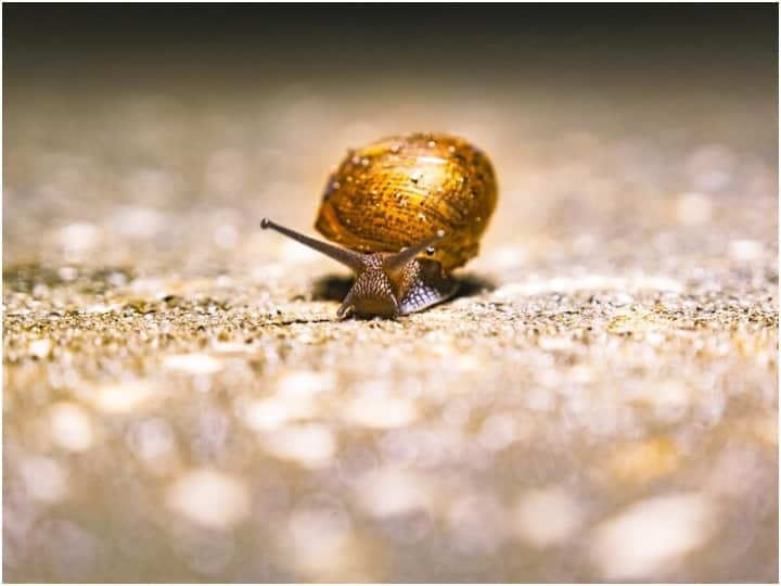 Snail Teeth Interesting Facts: स्नैल भले ही दिखने में छोटा सा जीव लगता है, लेकिन उसके दांतों की कहानी सुन आप भी हैरान रह जाएंगे कि ये कितना खतरनाक है...