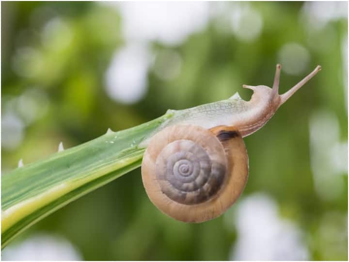 ये भी कहा जाता है कि स्नैल के दांत हीरा बनाने जितना दबाव झेल सकते हैं. इसलिए स्नैल के दांतों को काफी खास माना जाता है.