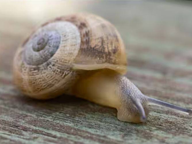 ਘੋਗੇ ਦੇ ਹਜ਼ਾਰਾਂ ਦੰਦ ਅੱਧਾ ਮਿਲੀਮੀਟਰ ਲੰਬੇ ਹੁੰਦੇ ਹਨ ਅਤੇ ਇੱਕ ਝਟਕੇ ਵਿੱਚ ਕੀੜੇ ਖਾ ਜਾਂਦੇ ਹਨ। ਇੱਥੋਂ ਤੱਕ ਕਿ ਲਿਮਪੇਟ ਵਰਗੀਆਂ ਕੁਝ ਨਸਲਾਂ ਦੰਦਾਂ ਨਾਲ ਚੱਟਾਨ ਨੂੰ ਤੋੜ ਦਿੰਦੀਆਂ ਹਨ, ਇਸ ਲਈ ਤੁਸੀਂ ਕਲਪਨਾ ਕਰ ਸਕਦੇ ਹੋ ਕਿ ਇਸਦੇ ਦੰਦ ਕਿੰਨੇ ਖਤਰਨਾਕ ਹਨ।