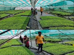 शाब्बास पठ्ठ्या! दहावी शिकलेल्या तरुणाची लाखोंची कमाई, पारंपरिक शेतीला फाटा देत केली आधुनिक शेती