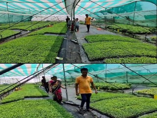 Bhandara Agriculture News:   शाब्बास पठ्ठ्या! दहावी शिकलेल्या तरुणाची लाखोंची कमाई, पारंपरिक शेतीला फाटा देत केली आधुनिक शेती