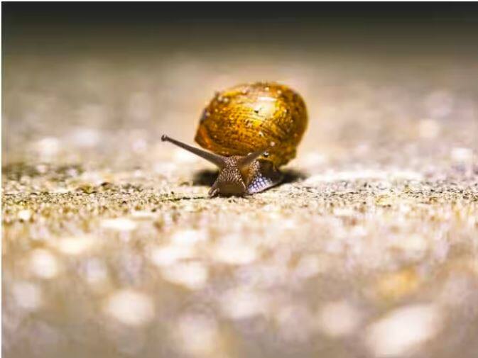 Snail Teeth Interesting Facts: ਘੋਗਾ ਭਾਵੇਂ ਇੱਕ ਛੋਟਾ ਜਿਹਾ ਜੀਵ ਦਿਖਾਈ ਦਿੰਦਾ ਹੈ, ਪਰ ਇਸਦੇ ਦੰਦਾਂ ਦੀ ਕਹਾਣੀ ਸੁਣ ਕੇ ਤੁਸੀਂ ਵੀ ਹੈਰਾਨ ਹੋ ਜਾਵੋਗੇ ਕਿ ਇਹ ਕਿੰਨਾ ਖਤਰਨਾਕ ਹੈ...