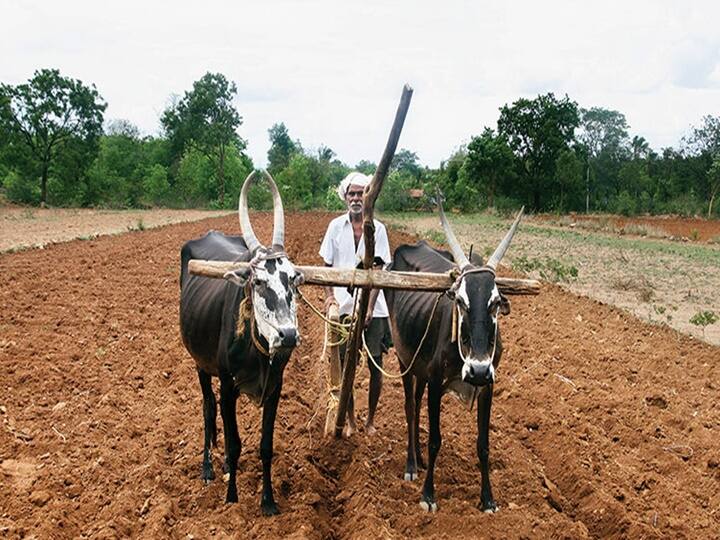 Marathwada Sowing : मराठवाड्यात खरीपाची सरासरी 20 टक्केच पेरणी, शेतकऱ्यांचा कल कपाशीकडे Marathwada Rain Updates Kharif sowing average 20 percent in Marathwada Marathwada Sowing : मराठवाड्यात खरीपाची सरासरी 20 टक्केच पेरणी, शेतकऱ्यांचा कल कपाशीकडे