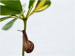 दिखने में छोटा सा है ये जानवर... मुंह में है 1000 से ज्यादा दांत, इतने मजबूत कि कार्बन को डायमंड बना दे