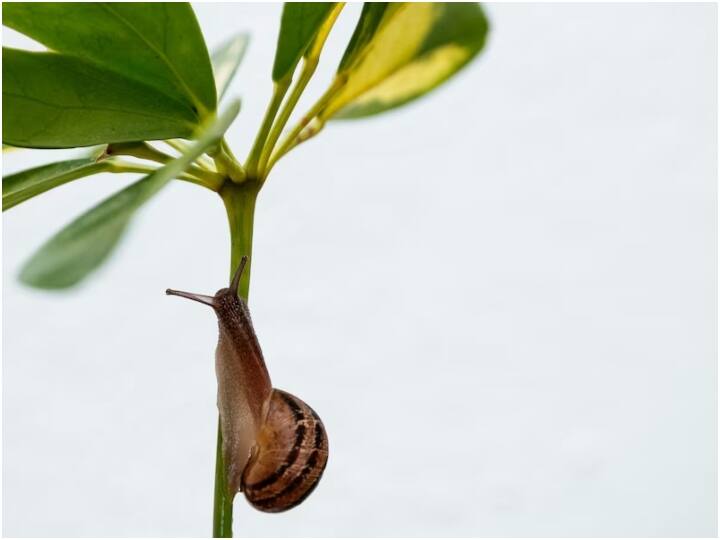 स्नैल अपने दांतों को लेकर काफी चर्चा में रहता है. अगर इसकी साइज के हिसाब से देखें तो अंदाजा लगाया जाता है कि स्नैल के दांत नहीं होंगे, लेकिन ऐसा नहीं है. स्नैल के दांत होते हैं और उनकी संख्या भी 1000 से ज्यादा होती है.