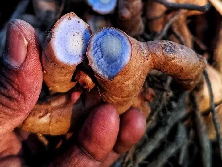 पीली हल्दी से ज्यादा फायदेमंद है काली हल्दी... इन लोगों के लिए तो करेगी दवा का काम! ऐसे करें यूज