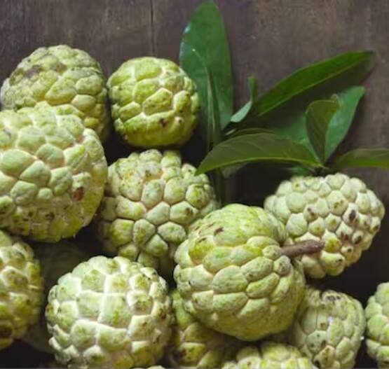 ਇਹ ਰਾਮ ਫਲ ਕੀ ਹੁੰਦਾ ਹੈ? ਇਸ ਦੀ ਕਾਸ਼ਤ ਤੋਂ ਕਿਸਾਨ ਕਮਾ ਰਹੇ ਨੇ ਭਾਰੀ ਮੁਨਾਫ਼ਾ