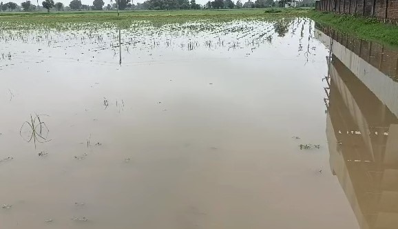 Mehsana Rain: મહેસાણા જિલ્લામાં વરસાદની તોફાની બેટીંગ, વિજાપુર, ખેરાલુ, વિસનગર જળબંબાકાર