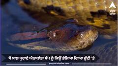 ਸੌ ਸਾਲ ਪੁਰਾਣੇ ਐਨਾਕਾਂਡਾ ਸੱਪ ਨੂੰ ਕਿਉਂ ਭੇਜਿਆ ਗਿਆ ਛੁੱਟੀ 'ਤੇ, ਕੀ ਹੈ ਇਸ ਦੀ ਵਜ੍ਹਾ