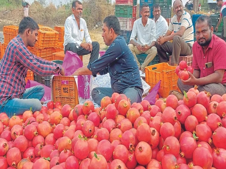 maharashtra news nashik news Lalasgaon Bazaar samiti starts Pomegranate auction from today Lasalgaon Bajar Samiti :  लासलगाव बाजार समितीत डाळींब लिलावाला सुरुवात, पाहा कॅरेट्सला काय भाव मिळाला? 