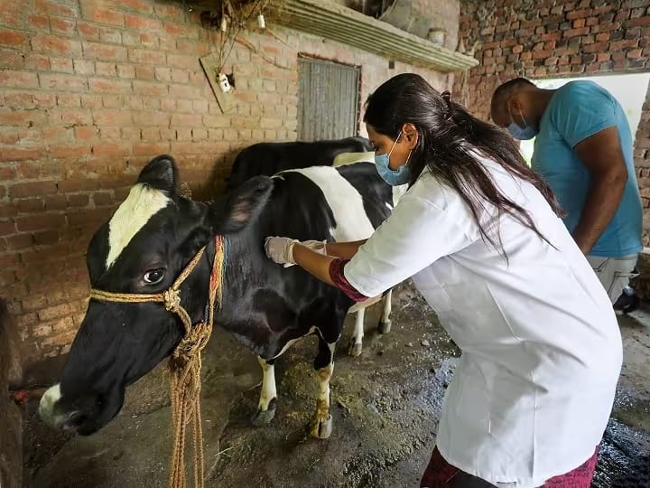 Jagdalpur Cattle died due to hunger and thirst in Kanji House 6 animals died in three months Chhattisgarh Ann Chhattisgarh: छत्तीसगढ़ के कांजी हाउस में में भूख-प्यास से हो रही मवेशियों की मौत, तीन महीने में 6 जानवरों ने तोड़ा दम