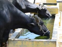 मुर्रा भैंस है किसानों के लिए काला सोना, अब सरकार भी दे रही खरीद पर 50% की छूट