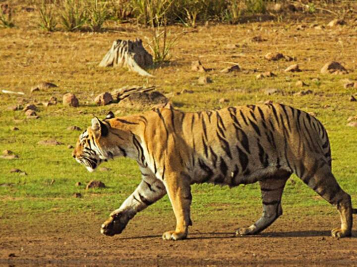 महाराष्ट्राबरोबरच मध्यप्रदेश, छत्तीसगड आणि तेलंगणा राज्याला देखील संशयीत शिकाऱ्यांच्या हालचालींवर नजर ठेवण्यास सांगण्यात आले आहे.