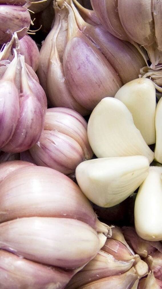 বেশি রসুন খান?  কী সমস্যায় পড়তে পারেন, জানেন?