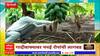 Hingoli : पपई उत्पादनातून लाखोचं उत्पन्न, शेतकऱ्याच्या यशाचा पासवर्ड काय? Saat Barahcya Batmya