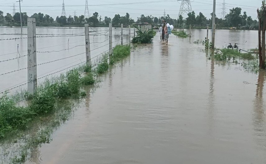 Banaskantha Rain: ડીસા પંથકમાં વરસાદે તારાજી સર્જી, ખેડૂતોનો પાક ધોવાતા હાલત કફોડી