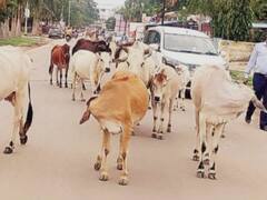 सूरजपुर NH43 और आस-पास के इलाकों में आवारा पशुओं का डेरा, मवेशियों के चलते बढ़ रहा एक्सीडेंट का खतरा
