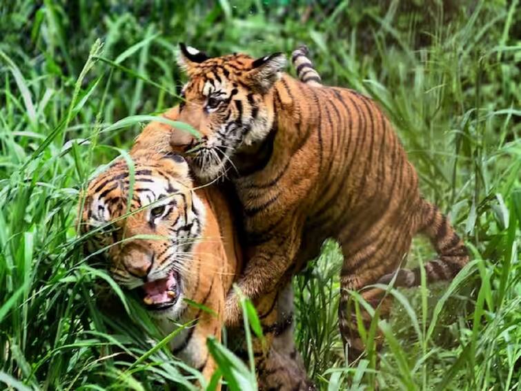 poachers likely target tiger reserve in Central India  Wildlife Crime Control Bureau issue alert Tiger Reserve Project:  मध्य भारतातील व्याघ्र प्रकल्प शिकाऱ्यांच्या निशाण्यावर; प्रशासनाकडून रेड अलर्टचा इशारा