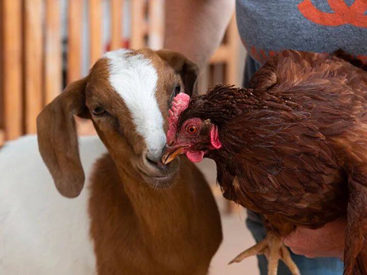 Loan will also be available for hen and goat know how to apply मुर्गी और बकरी के लिए भी मिलेगा लोन...जानिए कैसे करते हैं अप्लाई