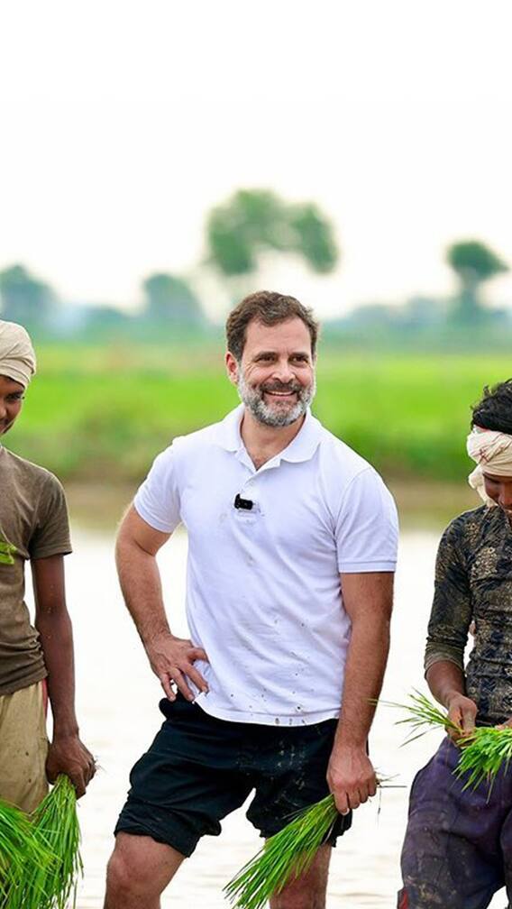 राहुल गांधींनी केली शेतात भात लावणी, शेतकऱ्यांसह दोन तास शेतात राबले
