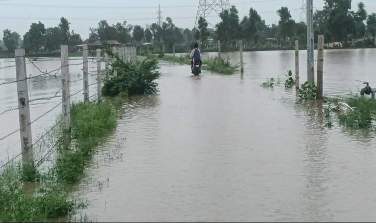 Farmers crops damaged due to rain in Deesa Banaskantha Banaskantha Rain: ડીસા પંથકમાં વરસાદે તારાજી સર્જી, ખેડૂતોનો પાક ધોવાતા હાલત કફોડી