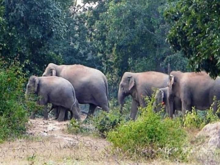 Surguja Mainpat and Raigarh border 14-member wild elephant team roaming forest department alerted villagers Ann Chhattisgarh: मैनपाट और रायगढ़ सीमा पर घूम रहा 14 सदस्यीय जंगली हाथियों का दल, वन विभाग ने ग्रामीणों को किया सतर्क