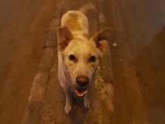 घर से 150 मीटर दूर आवारा कुत्तों का शिकार हुआ बच्चा, शरीर पर इतने घाव कि ड्रिप लगाने की जगह नहीं मिली, मौत