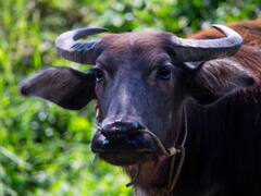 मुर्रा भैंस है किसानों के लिए काला सोना, अब सरकार भी दे रही खरीद पर 50% की छूट